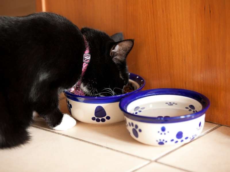 Πιατάκια με τροφή γάτας
